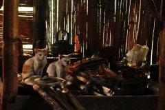 The cats stay warm beside the fire