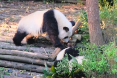 They were quite playful around breakfast time.