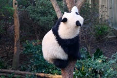 I was amazed by their ability to climb