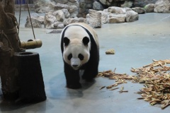 Yes, that is Panda poo on the left
