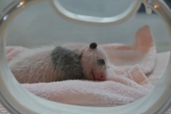 Possibly the cutest thing in existence