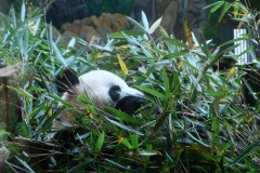 A throne of bamboo.