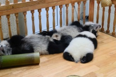 The babies sleep slightly more than their parents