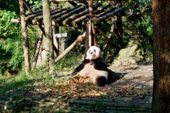 They seem to be very wasteful eaters