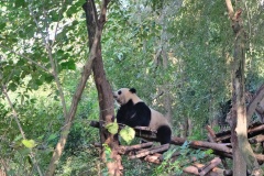 2 minutes after this he was sprawled either side of that branch