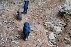 These little guys followed us after we walked through a small farm
