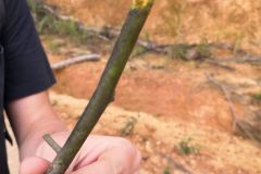 Just a stick? Nope! It's a cinnamon stick! It tasted like Christmas.