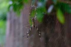 Nephila clavata. Not very poisonous, but very beautiful. These guys are everywhere in Japan.