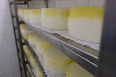 Cheese being dried