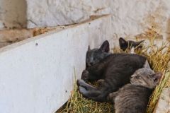 Cats taking a nap in the calves feeding trough