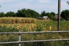 The punpkin farm next door