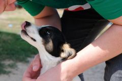 The next generation farm dog