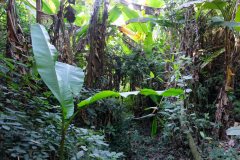 The thickness of the jungle meant you would never know if something was lurking.