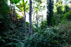 Jungle