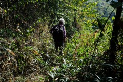 Claude in the jungle