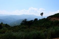 Jungle over there