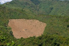 A rice field