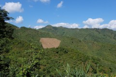 A far away rice field