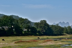 Chinese cows