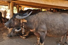 The buffalo under the house