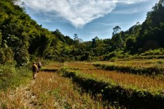 Rice fields of Ban Hua Nam