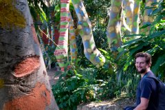 Some trees are more tropical than others