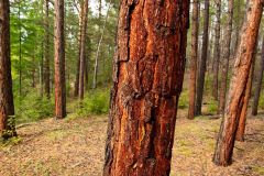 Trees, and John, but where?