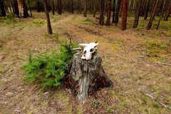 A cow's head on the executioners block