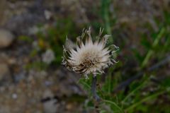 Looks like edelweiss, but now were not sure.