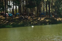 One of the famous swans of Pang Oung