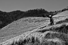 Collecting the rice