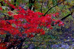 These rich colours really make Autumn the best time of year to be here.