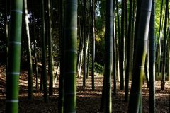 Some bamboo in the imperial gardens