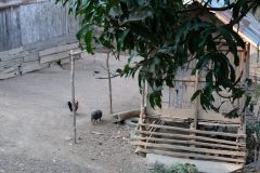 Pigs and chickens at peace while no dogs are around