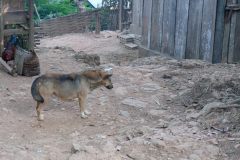 Waiting to terrorise pigs or chickens